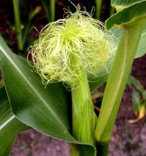 кровоостанавливающие народные средства