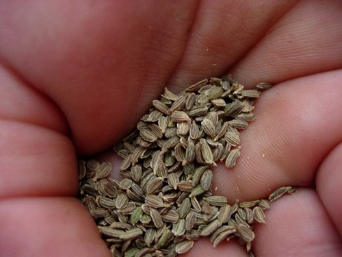 семена моркови